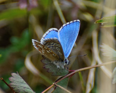 Polyommatus bellargus