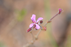 Pelargonium reniforme