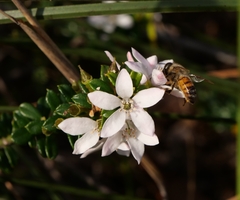 Philotheca buxifolia