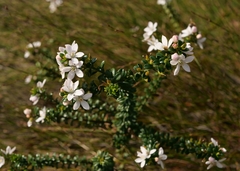 Philotheca buxifolia