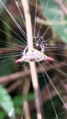 Gasteracantha sauteri