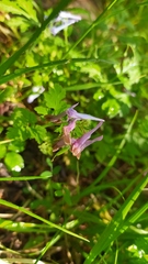 Corydalis incisa