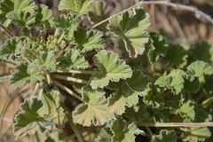 Pelargonium reniforme