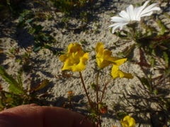 Hemimeris sabulosa
