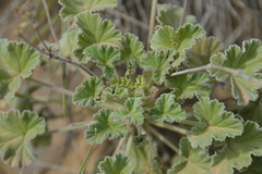 Pelargonium reniforme