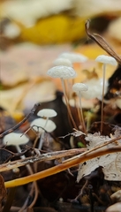 Marasmius epiphyllus