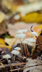 Marasmius epiphyllus