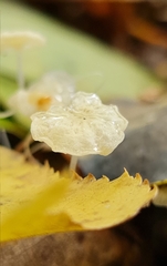 Marasmius epiphyllus
