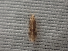 Hydroptilidae