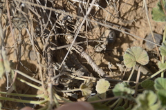 Pelargonium reniforme
