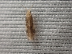 Hydroptilidae