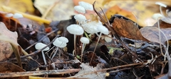 Marasmius epiphyllus