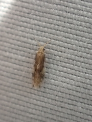 Hydroptilidae