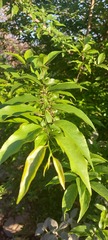 Oncoba spinosa