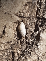 Brephulopsis cylindrica
