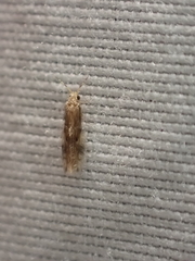 Hydroptilidae