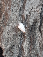 Brephulopsis cylindrica