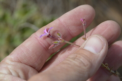 Pelargonium reniforme