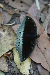 Lexias pardalis jadeitina