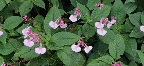 Image of Impatiens maculata by (c) T R Shankar Raman, some rights reserved (CC BY)