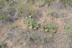 Pelargonium reniforme