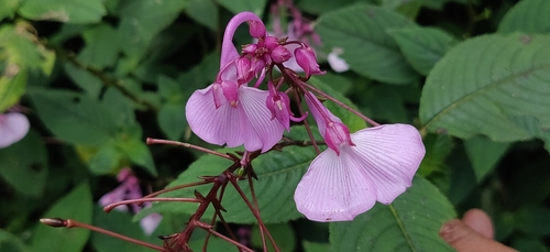 Image of Impatiens maculata by (c) T R Shankar Raman, some rights reserved (CC BY)