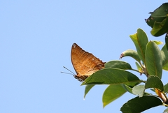 Charaxes marmax