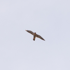 Falco peregrinus
