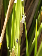 Ellipsidion australe