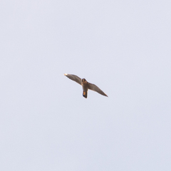 Falco peregrinus