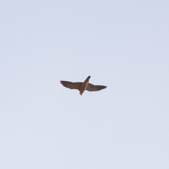Falco peregrinus