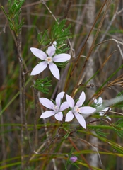 Philotheca reichenbachii