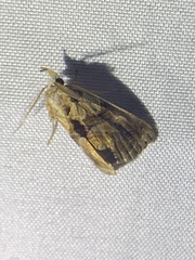 Plusiodonta compressipalpis