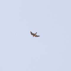 Falco peregrinus