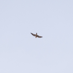 Falco peregrinus