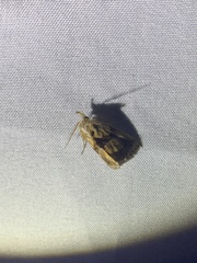 Plusiodonta compressipalpis