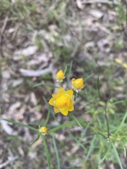 Xerochrysum viscosum