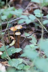 Mycena crocata
