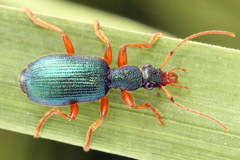 Drypta dentata