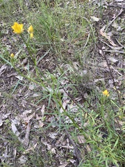 Xerochrysum viscosum