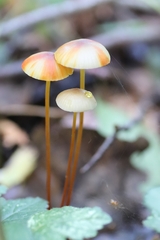 Mycena crocata