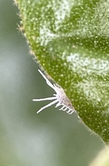 Pseudococcus