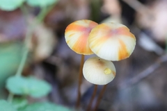 Mycena crocata