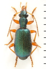 Drypta dentata