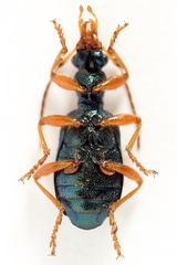 Drypta dentata