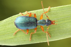 Drypta dentata