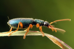 Drypta dentata