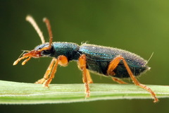 Drypta dentata