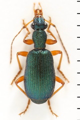 Drypta dentata