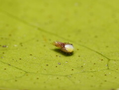 Poecilopachys australasia